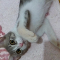 Brazilian Shorthair, Kedi  Baliş fotoğrafı