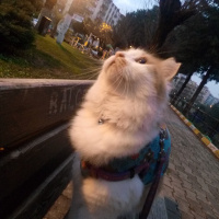 Tekir Kedi, Kedi  Pamuk fotoğrafı