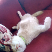 Tekir Kedi, Kedi  Pamuk fotoğrafı