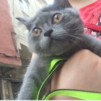 British Shorthair, Kedi  Duman fotoğrafı