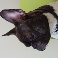 Fransız Bulldog, Köpek  PEDRO fotoğrafı