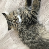İran Kedisi (Persian), Kedi  Şef fotoğrafı