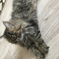 İran Kedisi (Persian), Kedi  Şef fotoğrafı
