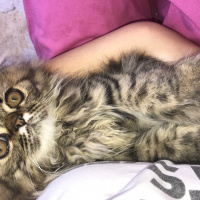 İran Kedisi (Persian), Kedi  Şef fotoğrafı