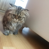 Chinchilla, Kedi  mia fotoğrafı