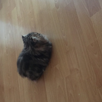 Chinchilla, Kedi  mia fotoğrafı