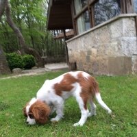 Cavalier King Charles Spanieli, Köpek  Archie fotoğrafı