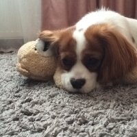 Cavalier King Charles Spanieli, Köpek  Archie fotoğrafı