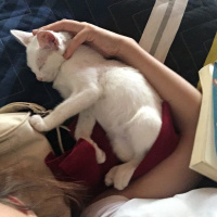 Ankara Kedisi, Kedi  Minnoş fotoğrafı