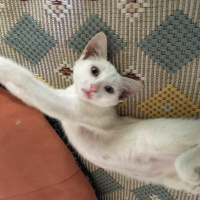 Ankara Kedisi, Kedi  Minnoş fotoğrafı