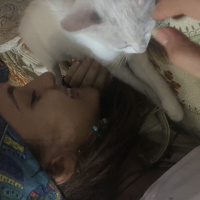 Ankara Kedisi, Kedi  Minnoş fotoğrafı