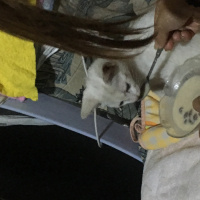 Ankara Kedisi, Kedi  Minnoş fotoğrafı