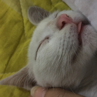Ankara Kedisi, Kedi  Minnoş fotoğrafı