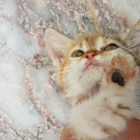 Tekir Kedi, Kedi  Gunes fotoğrafı