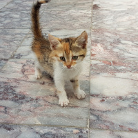 Tekir Kedi, Kedi  Gunes fotoğrafı