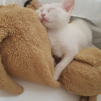 Ankara Kedisi, Kedi  İlma fotoğrafı