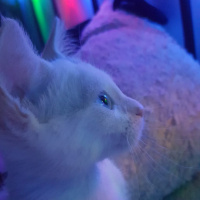 Ankara Kedisi, Kedi  İlma fotoğrafı