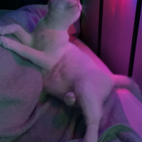 Ankara Kedisi, Kedi  İlma fotoğrafı