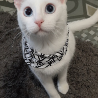 Ankara Kedisi, Kedi  İlma fotoğrafı