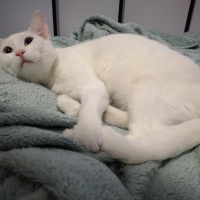 Ankara Kedisi, Kedi  İlma fotoğrafı