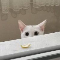 Ankara Kedisi, Kedi  İlma fotoğrafı