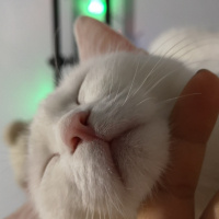 Ankara Kedisi, Kedi  İlma fotoğrafı