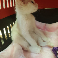 Ankara Kedisi, Kedi  İlma fotoğrafı