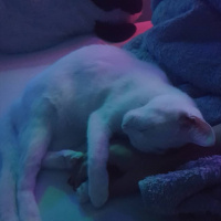 Ankara Kedisi, Kedi  İlma fotoğrafı