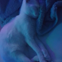 Ankara Kedisi, Kedi  İlma fotoğrafı