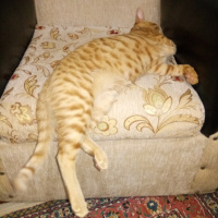 Tekir Kedi, Kedi  tarçın fotoğrafı