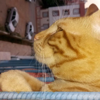 Tekir Kedi, Kedi  tarçın fotoğrafı