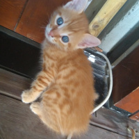 Tekir Kedi, Kedi  Kedicik fotoğrafı