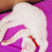 Ankara Kedisi, Kedi  Miu fotoğrafı