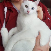 Ankara Kedisi, Kedi  Miu fotoğrafı