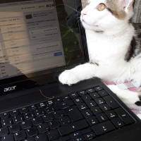 Exotic Shorthair, Kedi  Bulut fotoğrafı