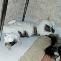 Exotic Shorthair, Kedi  Bulut fotoğrafı