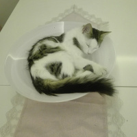 Exotic Shorthair, Kedi  Bulut fotoğrafı