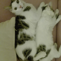 Exotic Shorthair, Kedi  Bulut fotoğrafı