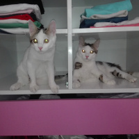 Exotic Shorthair, Kedi  Bulut fotoğrafı