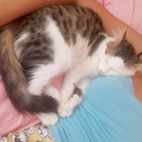 Exotic Shorthair, Kedi  Bulut fotoğrafı