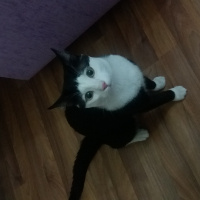 Tuxedo (Smokin) Kedi, Kedi  cafer fotoğrafı