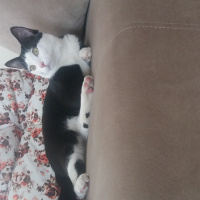 Tuxedo (Smokin) Kedi, Kedi  cafer fotoğrafı