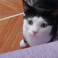 Tuxedo (Smokin) Kedi, Kedi  cafer fotoğrafı