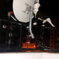 Tuxedo (Smokin) Kedi, Kedi  cafer fotoğrafı
