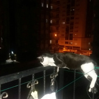 Tuxedo (Smokin) Kedi, Kedi  cafer fotoğrafı