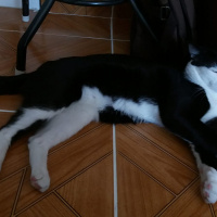 Tuxedo (Smokin) Kedi, Kedi  cafer fotoğrafı