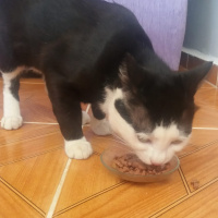 Tuxedo (Smokin) Kedi, Kedi  cafer fotoğrafı