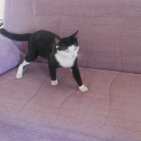 Tuxedo (Smokin) Kedi, Kedi  cafer fotoğrafı