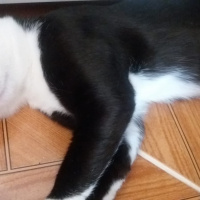 Tuxedo (Smokin) Kedi, Kedi  cafer fotoğrafı