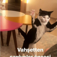 Tuxedo (Smokin) Kedi, Kedi  cafer fotoğrafı